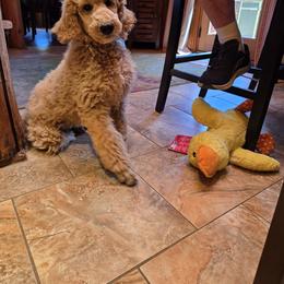 Brown Collar - Apricot male Poodle puppy in Orting, Washington from Coplar Creek Standard Poodles