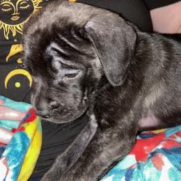 Mastiff Puppies from Kentucky Mastiffs