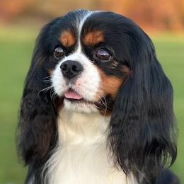JACK - Cavalier King Charles Spaniel