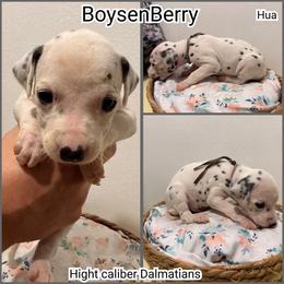 Boysenberry - White and black male Dalmatian puppy in Pocatello, Idaho from High Caliber Dalmatians