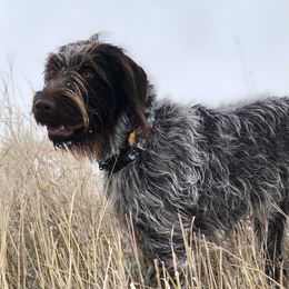 Mocha - Wirehaired Pointing Griffon