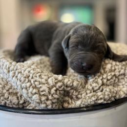 Yeats - Charcoal male Dilute Retriever puppy in Puyallup, Washington from 12 Door Farm Labradors