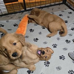 Golden Retriever puppies from Jack Goettel