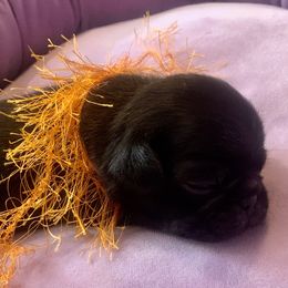 Pug Puppies from The Grumble Pack