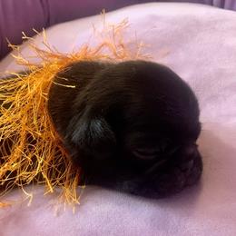 Pug Puppies from The Grumble Pack