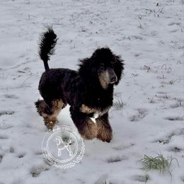 Teona - Poodle puppy from Fancy Southern Standards