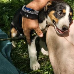 Border Collie and English Shepherd Puppies from Seldom seen herding dogs