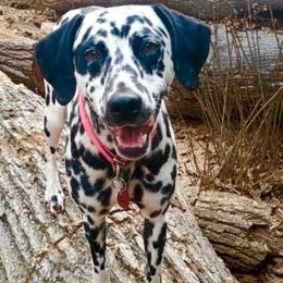 Bumbles - Dalmatian