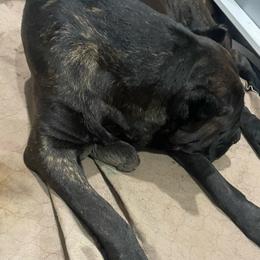 Girl 2 - Gray female Cane Corso puppy in San Isidro, Texas from MTZCC Ranch, LLC