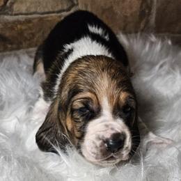 Girl 3 - female Basset Hound puppy in Richland Hills, Texas from The Basset Family