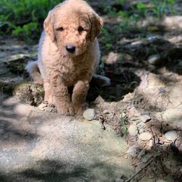 Goldendoodle Puppies from Bear Ridge Doodles