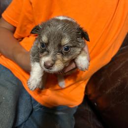 Coyote - Dilute red male Australian Shepherd puppy in Clinton, Tennessee from Liza’s Aussies & Poms