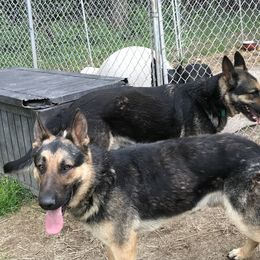 German Shepherd Puppies from Sandy’s Shepherds