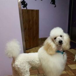 Poodle Puppies from Sharon’s Poodles