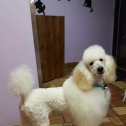 Poodle Puppies from Sharon’s Poodles