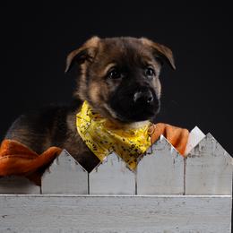 German Shepherd Puppies from Barenstadt Kennels