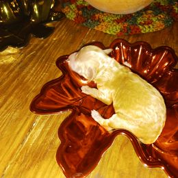 Boy 1 - Red  Poodle puppy in Huntington, Texas from Pawsome Poodles