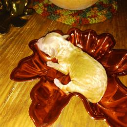 Boy 1 - Red  Poodle puppy in Huntington, Texas from Pawsome Poodles