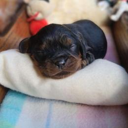 Kazoo - Black and tan male Cavalier King Charles Spaniel puppy in Winthrop, New York from McMahon's Cavalier King Charles Spaniels