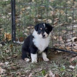 Rosie - Black tri-color female Australian Shepherd puppy in Morrow, Ohio from OakHaven Acres Aussies