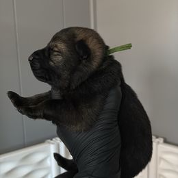 Dublin - Sable male German Shepherd puppy in Knowlton Township, New Jersey from Augenblick Kennels
