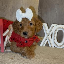 Abby - Apricot female Goldendoodle puppy in Valdosta, Georgia from Designer Doodles of South GA