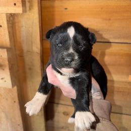 Girl 3 - Black and white female Siberian Husky puppy in Iron River, Wisconsin from Wiemeri Siberians