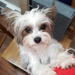 Mickey - Yorkshire Terrier