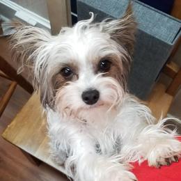 Mickey - Yorkshire Terrier