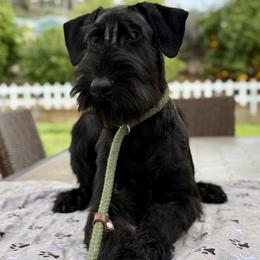 Dorothy - Black female Giant Schnauzer puppy in Wildomar, California from My Angel Schnauzers