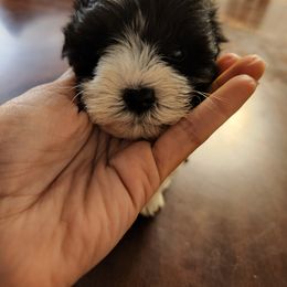 Miniature Schnauzer Puppies from Heather's schnauzers