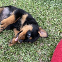 Rottweiler Puppies from Vom Allegiance Haus