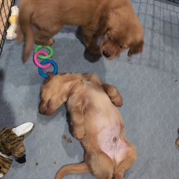 Golden Retriever Puppies from 10 Piece Golden Nugget Retrievers