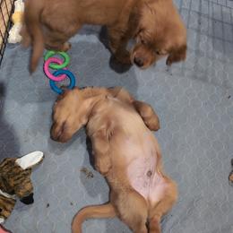 Golden Retriever Puppies from 10 Piece Golden Nugget Retrievers