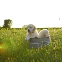 Golden Retrievers from Sunny Ridge Retrievers