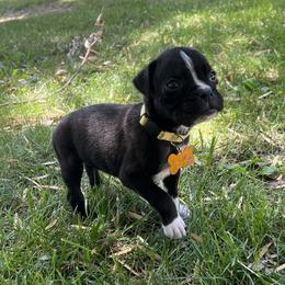 Boxer Puppies from Ally’s Boxer Pups