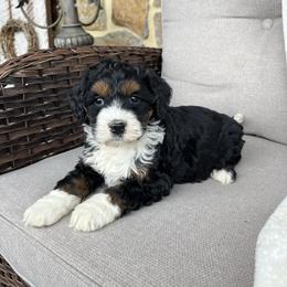Hazel - Tri-color female Bernedoodle puppy in Holtwood, Pennsylvania from Country Ridge Puppies