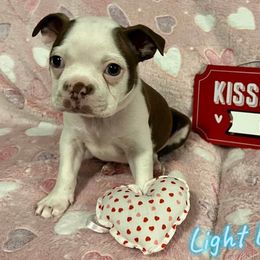 Boston Terrier Puppies from Heather's Boston Babies