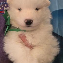 Green boy - White and biscuit male Samoyed puppy in Elwell, Michigan from Limelight Samoyeds