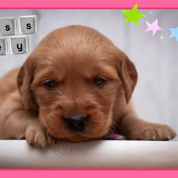 Rey - Dark golden female Golden Retriever puppy in Driggs, Idaho from SK Golden Retrievers