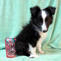 Oliver (Toy) - Black & white male Toy Shetland Sheepdog puppy in Parma, Ohio from Empire Shelties Ohio