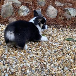 Pembroke Welsh Corgi Puppies from Dalton Family Corgis