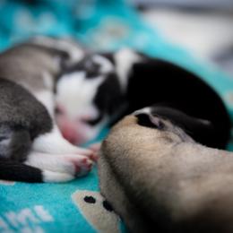 Siberian Husky Puppies from Ivie Huskies