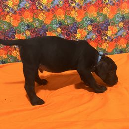 Male- call name: Croc - Brindle female Mastiff puppy in Racine, Wisconsin from FrontlineK9 Boarding & Training LLC