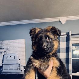 Female 2 - Black and red female German Shepherd puppy in Maryland from Grind Stone Breeding Kennels