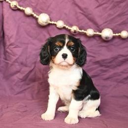 Carlton - Tri-color male Cavalier King Charles Spaniel puppy in San Jose, California from Alpine Meadows Cavaliers