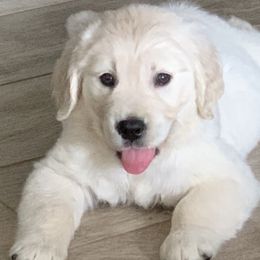 Golden Retriever Puppies from Suzy’s Golden Girls