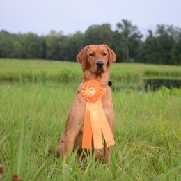 Timber - Labrador Retriever