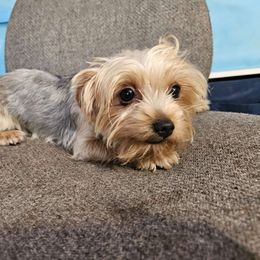 Jazelle - Yorkshire Terrier