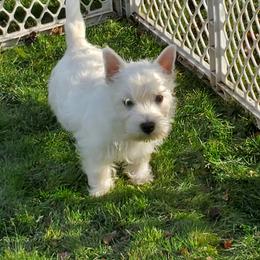 West Highland White Terrier All Grown Up from Dixieland Westies